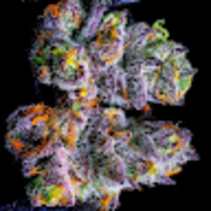 Meet your Posher, Calvin